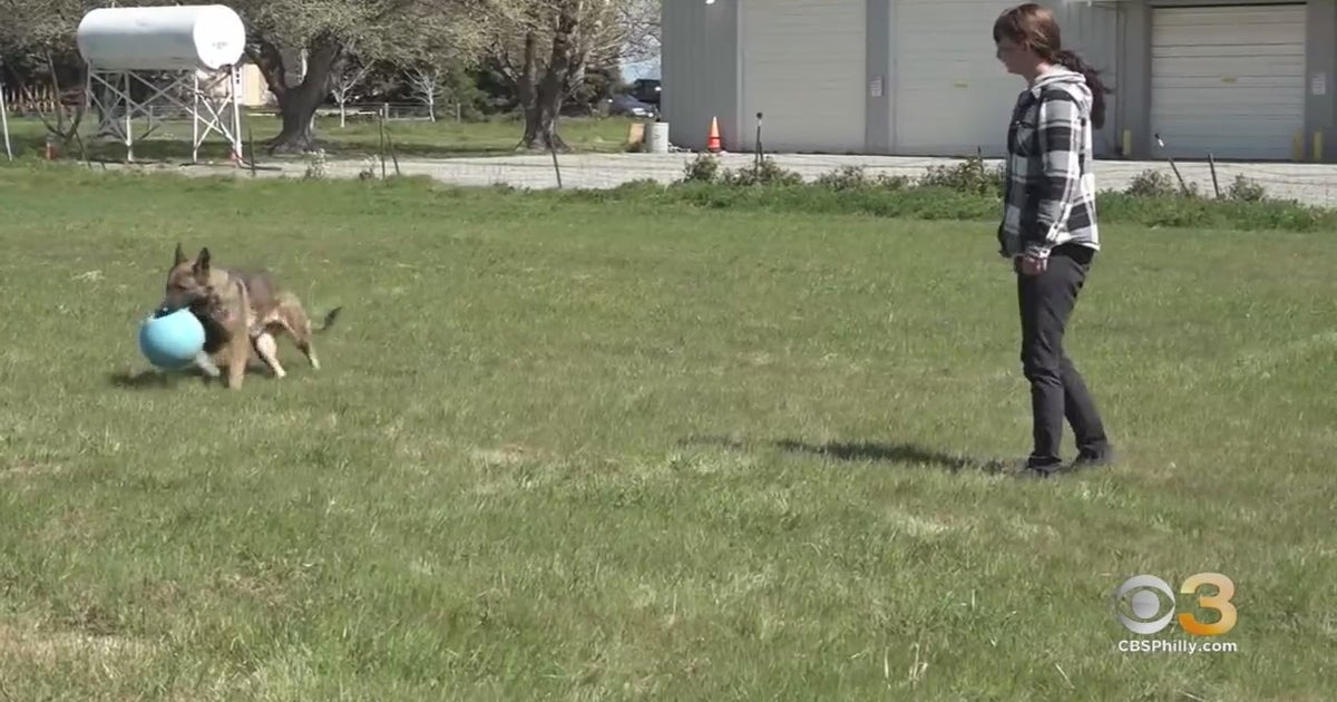 'Sniffspot' App Allows Users To Book Private Dog Parks CBS Philadelphia