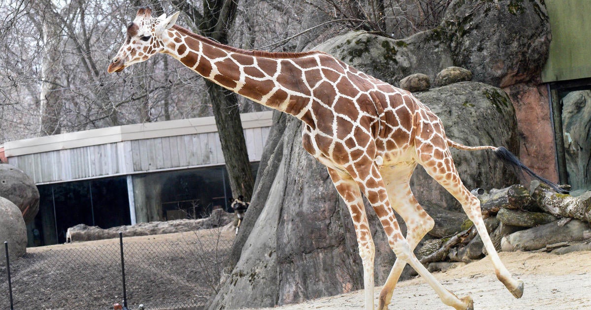 Brookfield Zoo giraffes enjoy warm temperatures outdoors - CBS Chicago