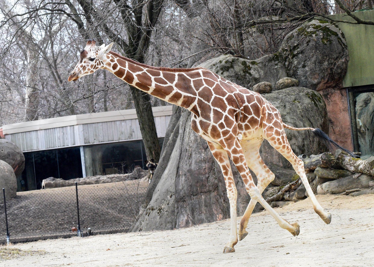 Brookfield Zoo giraffes enjoy warm temperatures outdoors CBS Chicago
