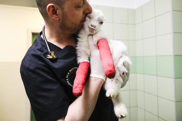 Polish Vets Save Ukrainian Animals 