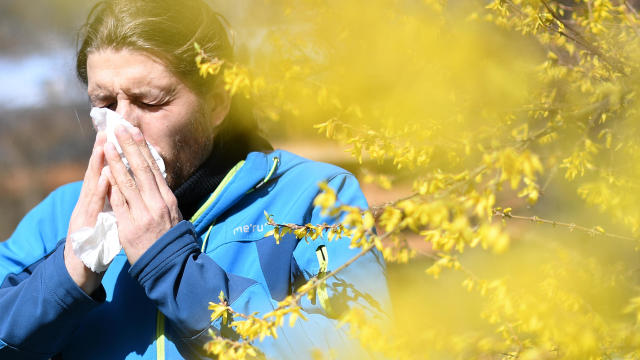 Person sneezing with pollen allergies 