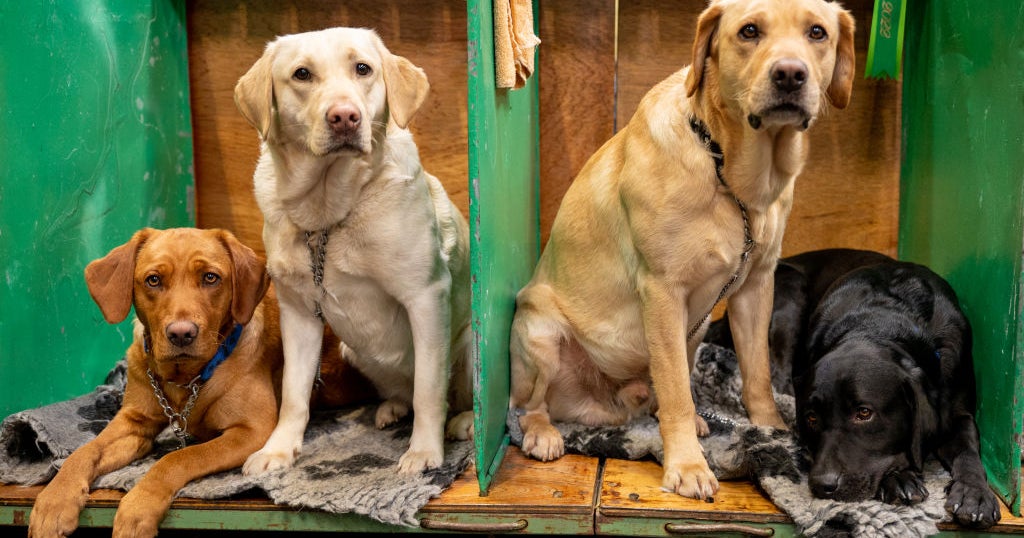 AKC's Most Popular Dog Breeds Of 2021 CBS Miami