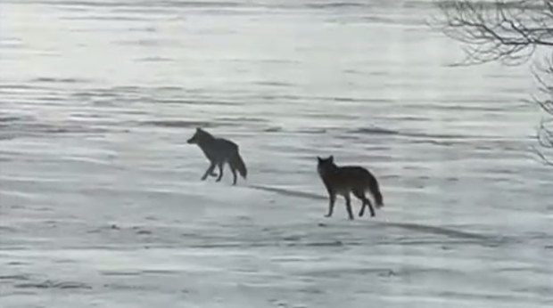 Coyotes On Lake Minnetonka 