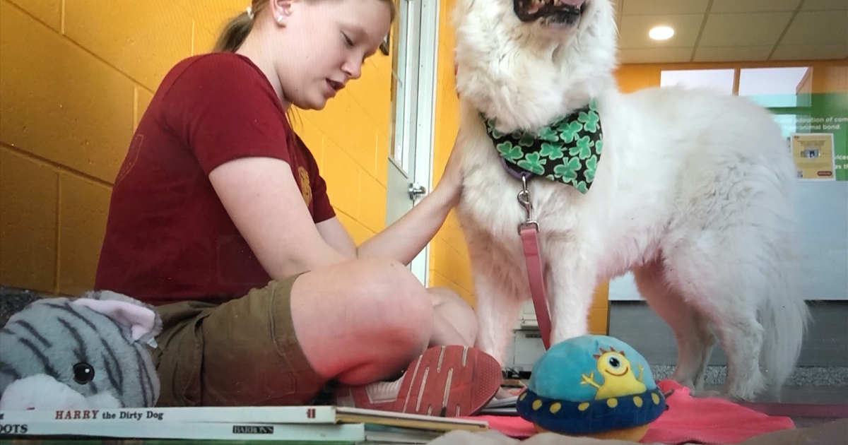 'Read To Rover' Program Gives Sheltered Animals Comfort While Helping ...