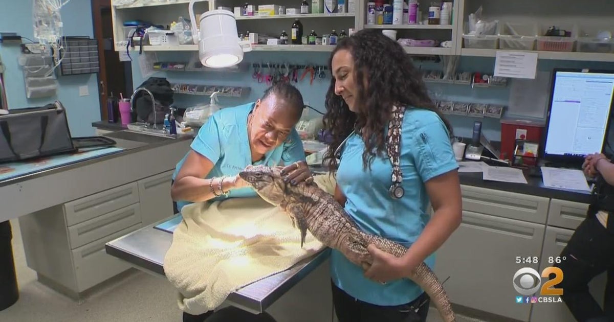 STEAM Meet An Exotic Animals Vet CBS Los Angeles
