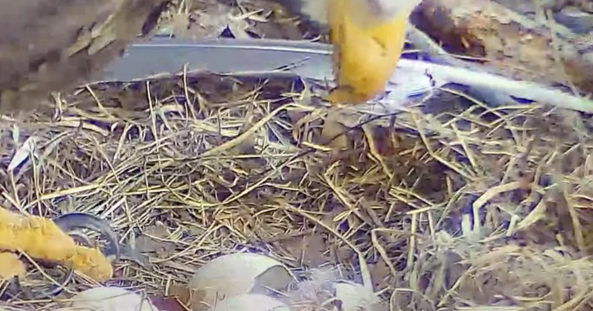 First Eaglet Of 2022 Hatches In Hays' Bald Eagles Nest - CBS Pittsburgh