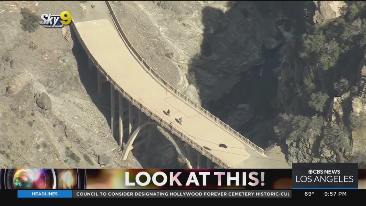 are dogs allowed in the bridge to nowhere