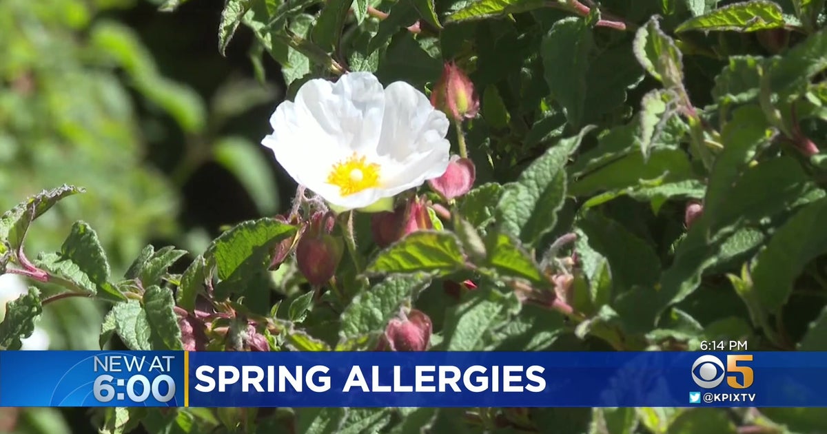 Early Spring Weather Makes For Longer Bay Area Allergy Season CBS San