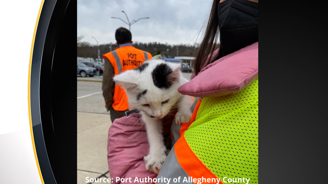 port-authority-kitten.png 