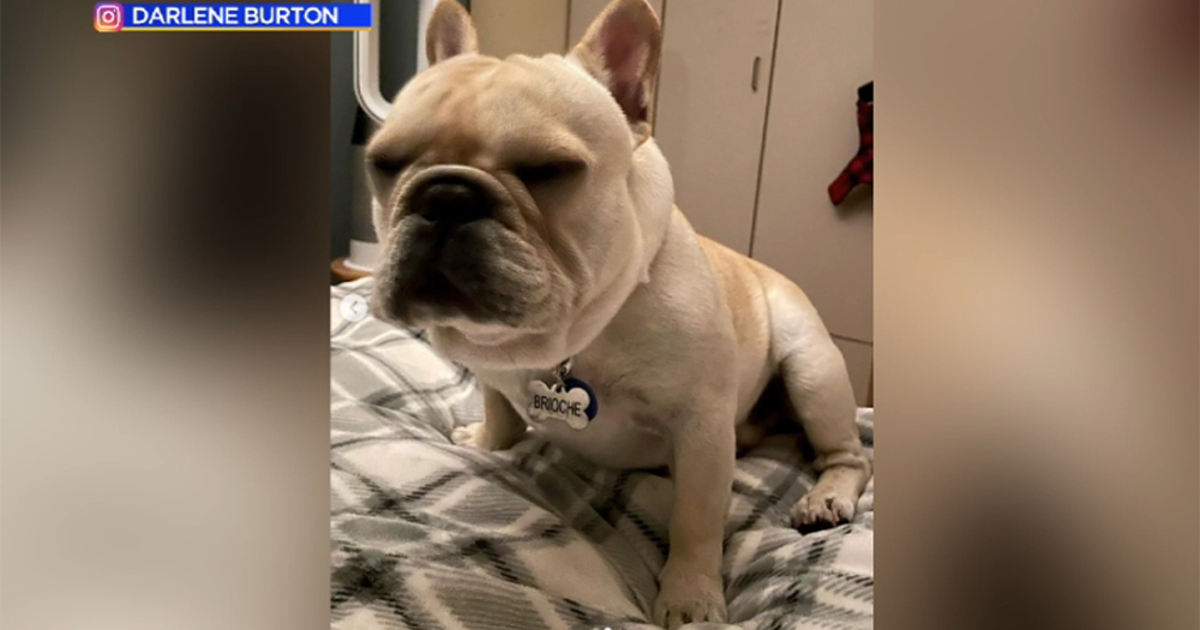 Oakland French bulldog stolen during smash-and-grab