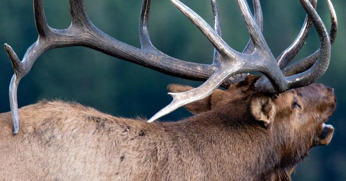 elk bull mount