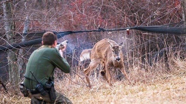 game-warden-frees-deer.jpg 