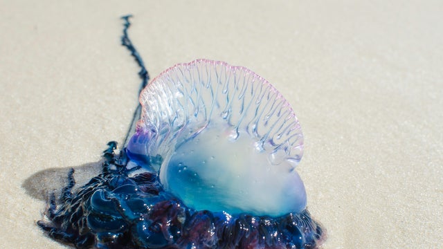Portuguese-Man-Of-War.jpg 