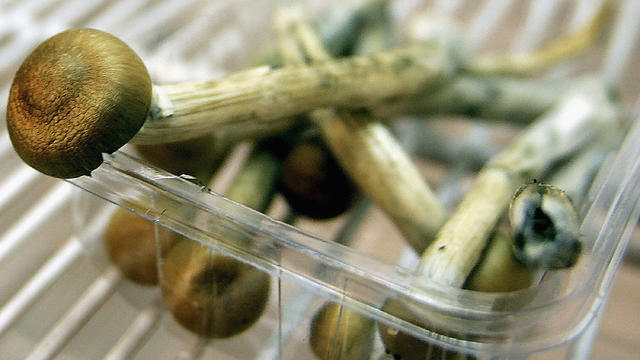 Freshly Picked Magic Mushrooms Reclassififed As Class A Drug In UK 