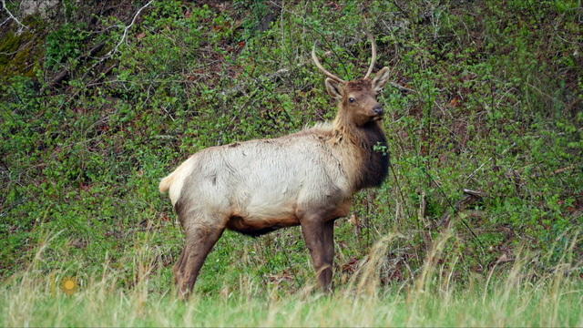 elk-937993-640x360.jpg 