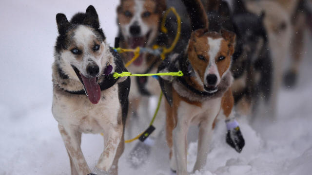2020 Iditarod Sled Dog Race 