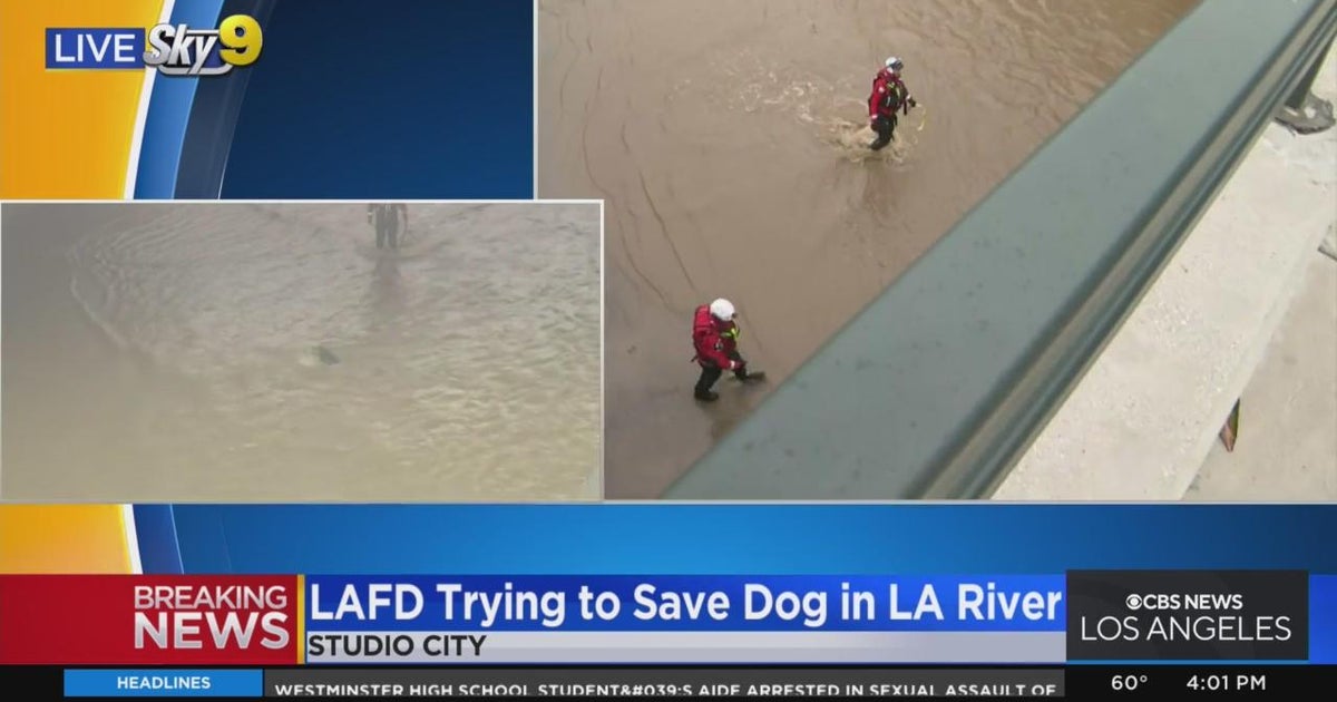 After more than an hour, the dog stranded in the LA River was rescued(02)