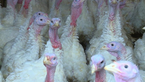 Avian Flu Generic, Turkeys 