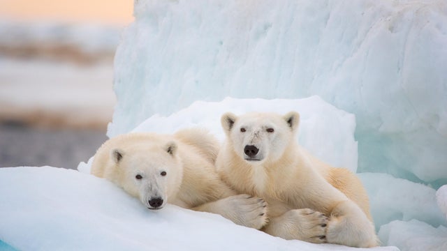 Polar Bear 