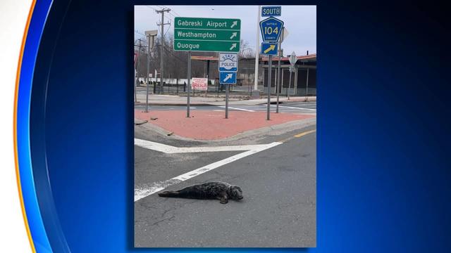 seal-in-road-long-island.jpg 