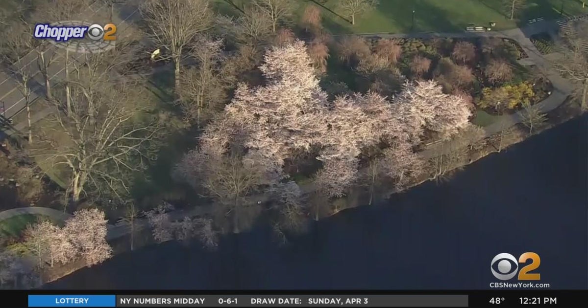 Newark cherry blossoms in bloom CBS New York