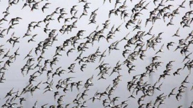 migratory birds - birds 