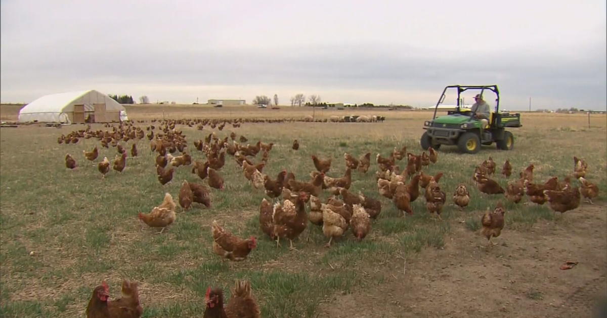 Some Colorado Farmers Watching Bird Flu Closely CBS Colorado