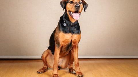 leah-paws.jpg 