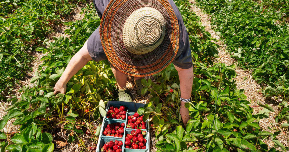 Which foods should you buy organic? The Dirty Dozen and the Clean 15 - CBS  News