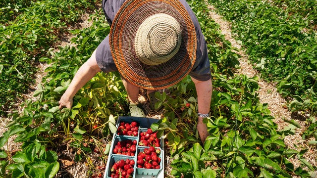 Pick your own strawberry picking at Maxwell's Farm 