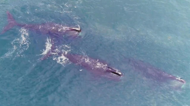 right-whale-drone.jpg 