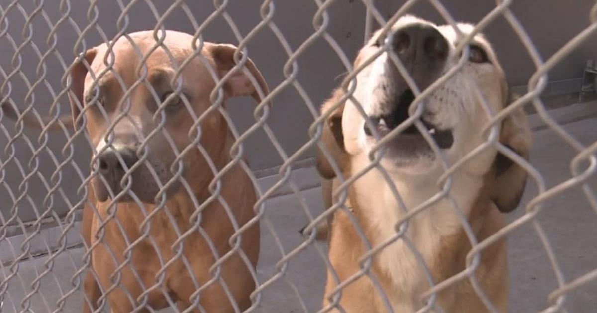 Front Street Animal Shelter Offering Free Dog Adoptions - Good Day  Sacramento