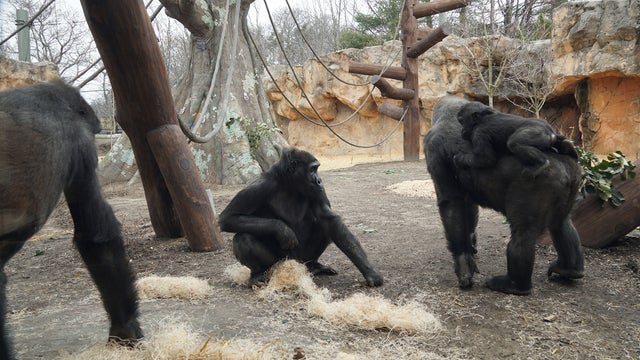 franklin-park-zoo-gorillas.jpg 