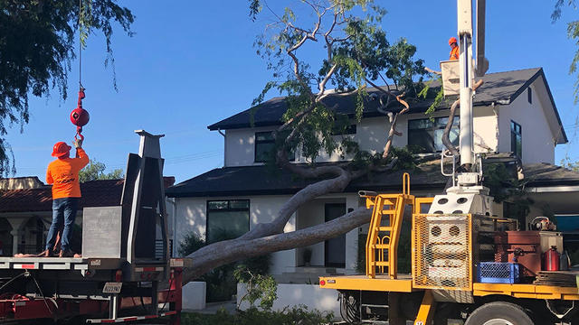 tree-on-culver-city-house.jpg 