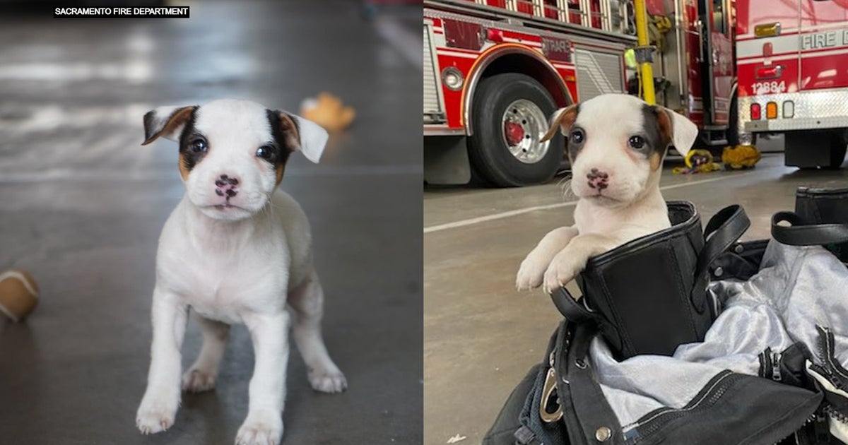 Firefighter Fostering Pit Bull Puppy Rescued From Homeless Fire In ...