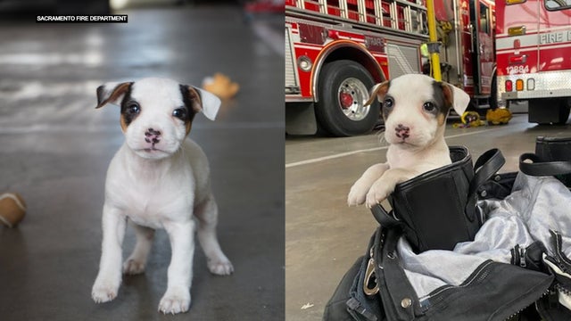 SAC-FIRE-PUPPY-RESCUED2.jpg 