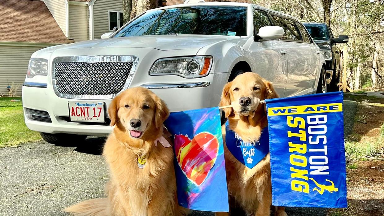Golden retrievers honor late Boston Marathon dog Spencer with walk to