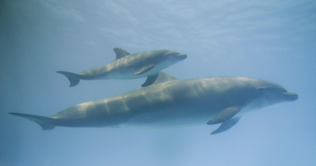 Video shows dolphin attacking trainer during show at Miami Seaquarium - CBS  News