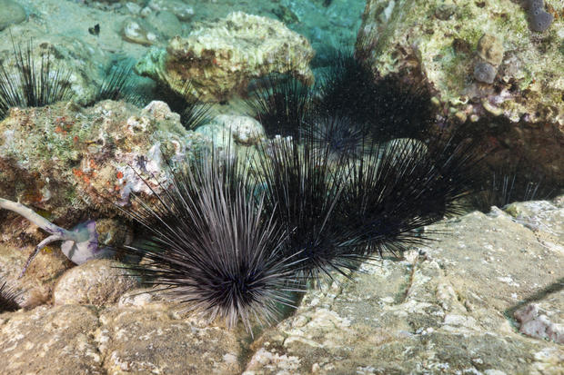 Longspined Sea Urchins in the Caribbean Sea 