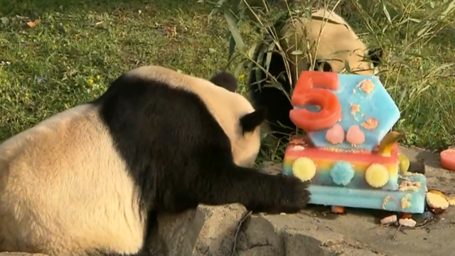 pandacake.png 