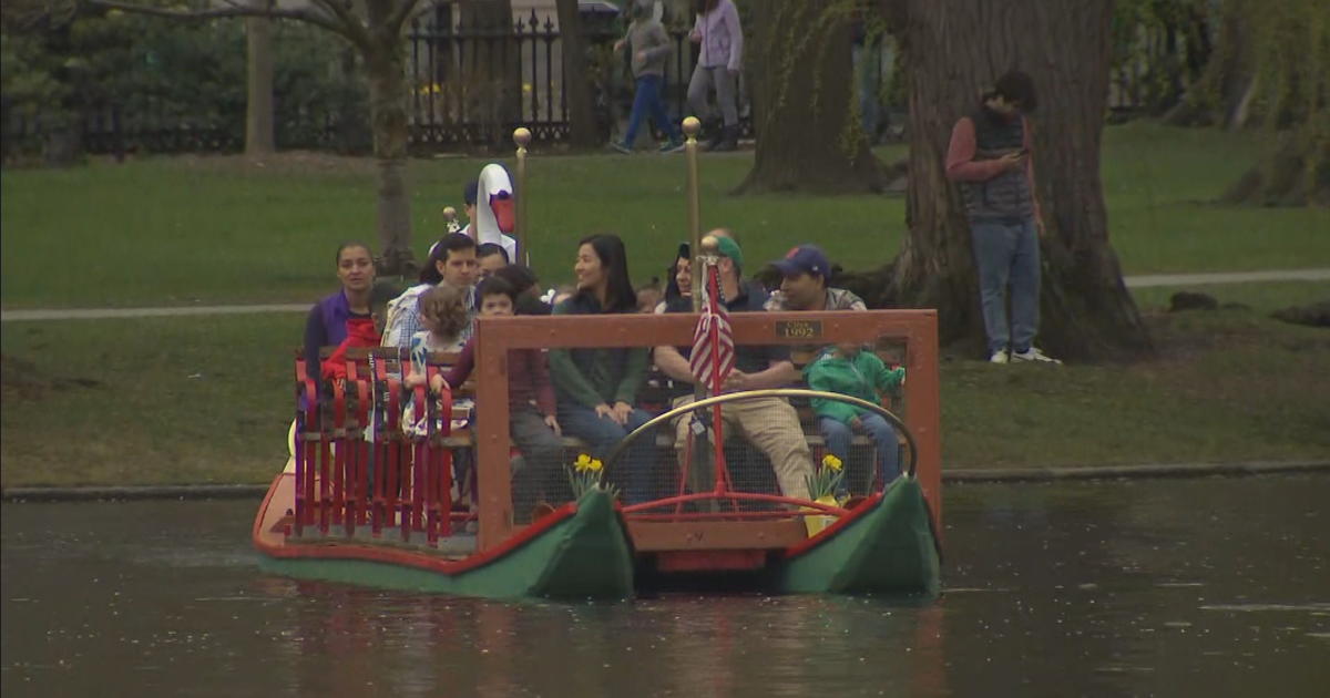 Swan Boats Officially Back For Summer In Boston CBS Boston