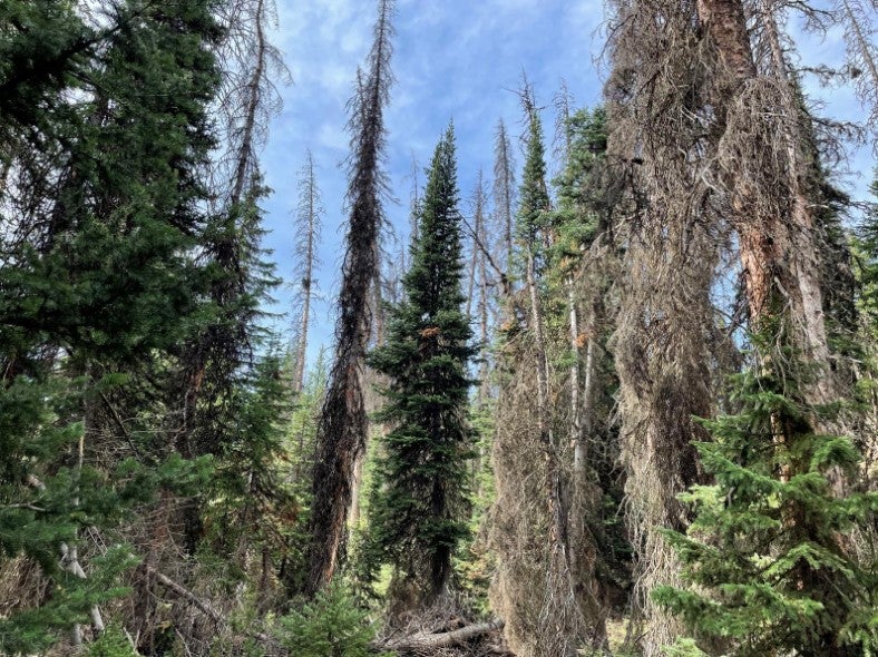Drought Conditions Continue To Weaken Colorado Forests That Are ...