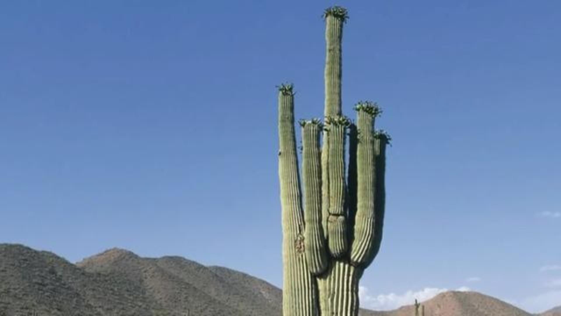 Saguaro cactuses are under threat because of climate change