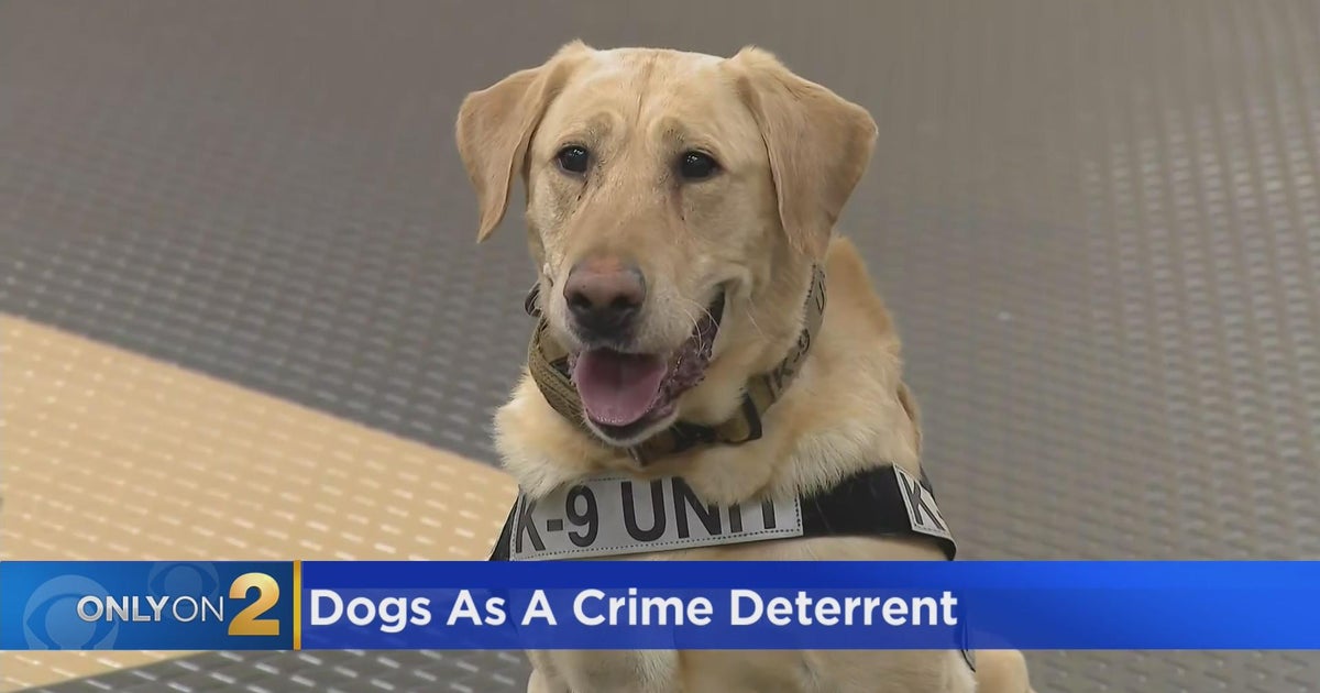 Gun-sniffing dogs in high demand as crime deterrent - CBS Chicago