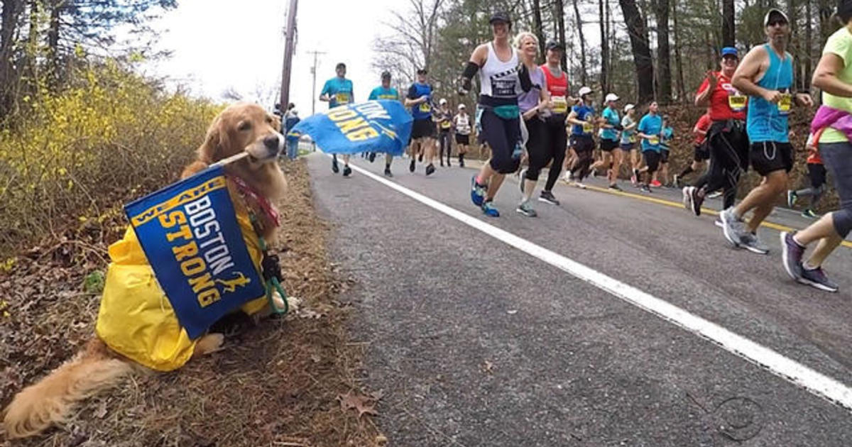Golden retrievers gather to honor Boston Marathon dog Spencer, who lost his battle with cancer