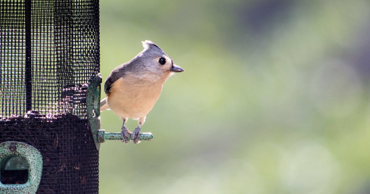 Michigan DNR Temporary Removal Of Bird Feeders Could Reduce Spread Of