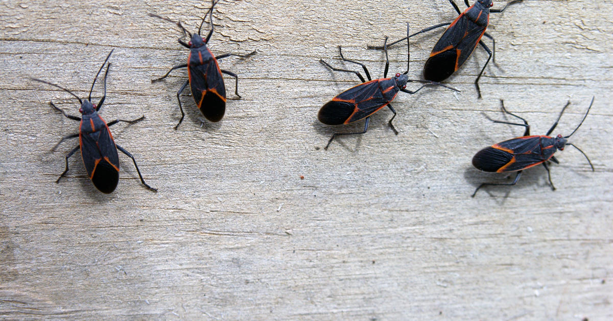 Box Elders and Stink Bugs in Maryland Solutions