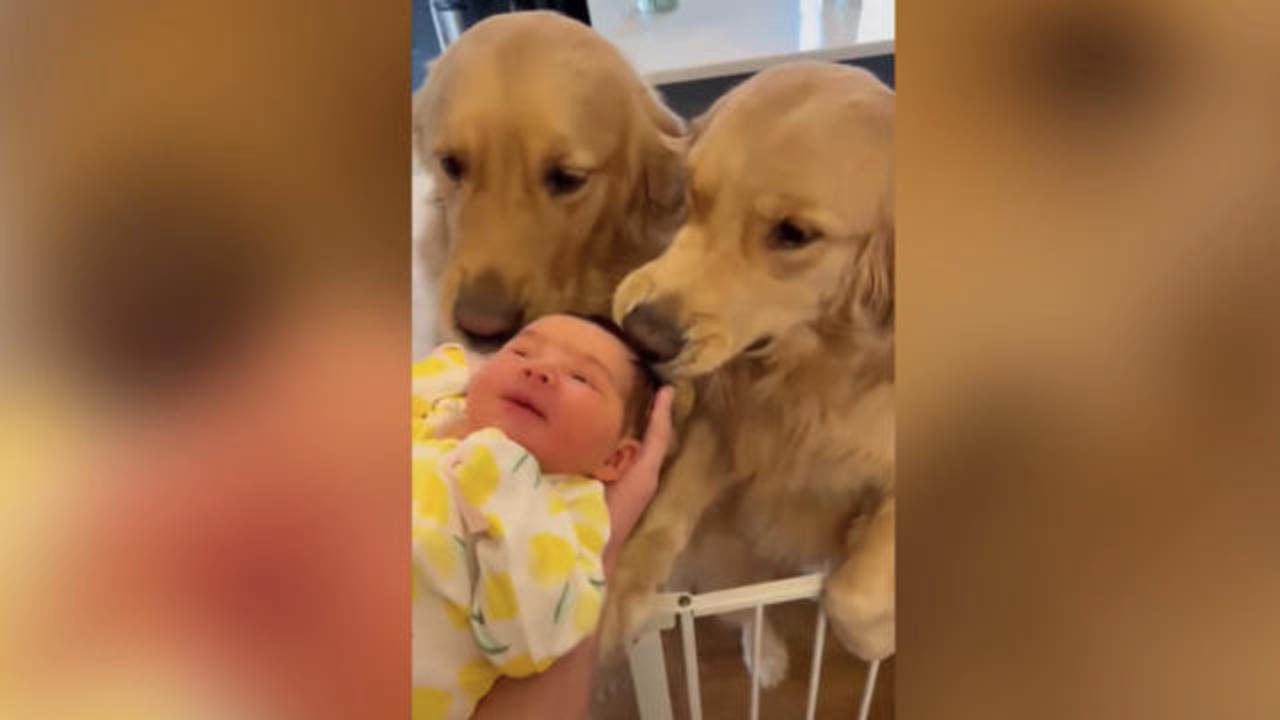 Two dogs met their family's new baby for the first time - CBS News