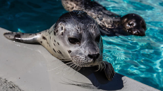 Harbor-seal.jpg 