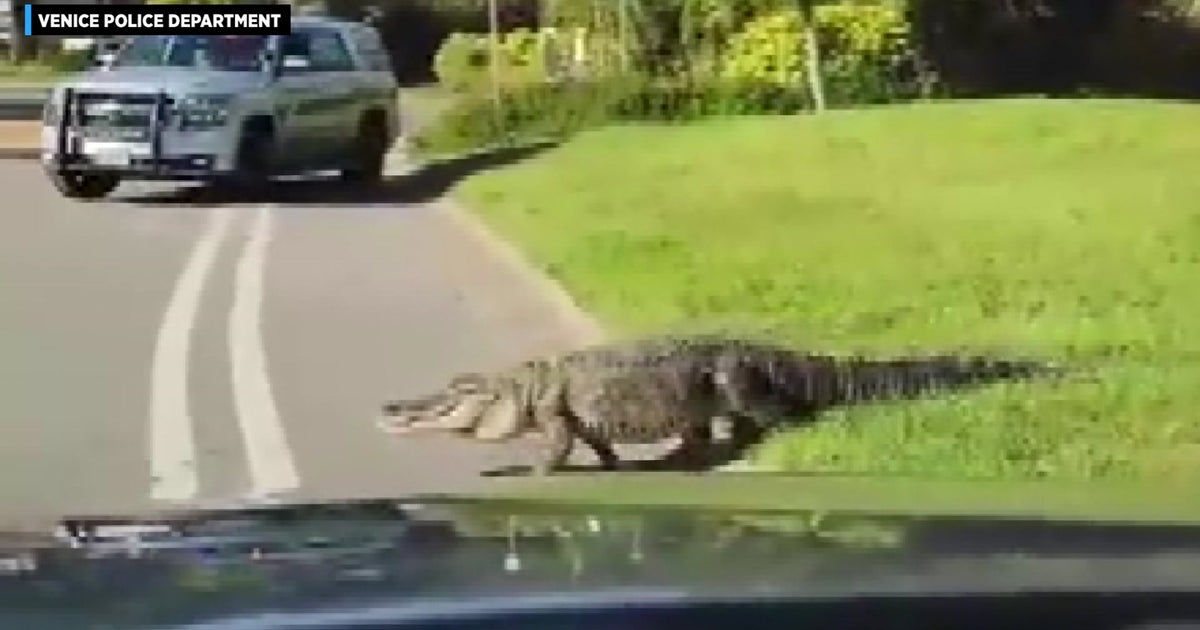 Why Did The Alligator Cross The Road? He's Looking For Love, But